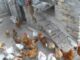 Πήγε να μαζέψει τα αυγά και της «κόπηκαν» τα πόδια