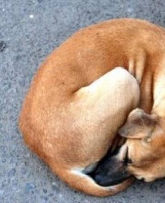 Αποκεφάλισε το κουτάβι της για να την εκδικηθεί