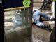 ΑΠΙΣΤΕΥΤΟ VIDEO: Κλέφτης κλέβει κλέφτη την ώρα που συλλαμβάνεται