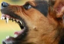 Σοκ στη Λέρο: Σκύλος κατακρεούργησε κοριτσάκι 15 μηνών