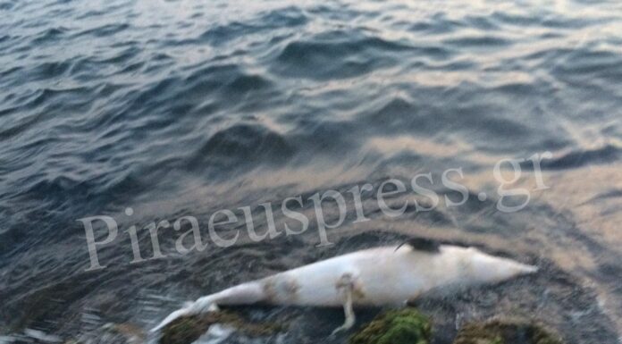 ΑΠΟΚΛΕΙΣΤΙΚΟ: Βρέθηκε νεκρό δελφίνι στην Πειραϊκή (Βίντεο + φωτο)