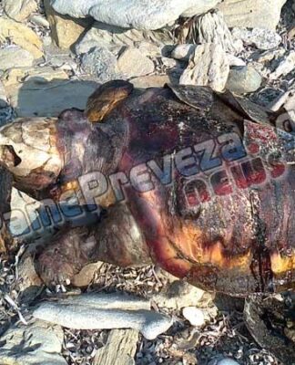 Δείτε τι είχε στο στόμα της η νεκρή θαλάσσια χελώνα στον Μύτικα