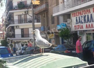 Αυτός είναι ο γλάρος του Χατζηκυριάκειου! (φωτο)