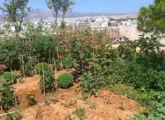 Μία φάρμα σε ταράτσα των Αμπελοκήπων