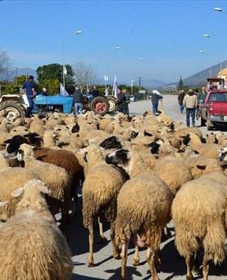 Συγκεντρώσεις διαμαρτυρίας των κτηνοτρόφων αύριο για την εξισωτική αποζημίωση