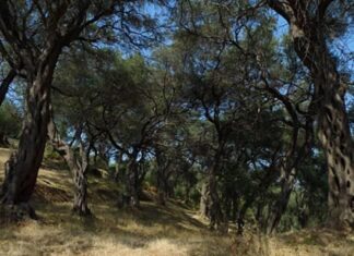 Ζημιές σε ελιές και αμπέλια της Κέρκυρας