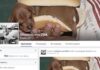 Το Facebook “κατέβασε” την εμετική σελίδα “Θάνατος στα Ζώα” – Μεγάλη ανταπόκριση στην πρωτοβουλία του Parapolitika.gr