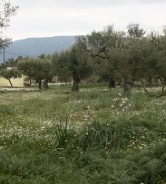 Λεμεσός: Πούλησαν ξένο οικόπεδο!