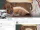 Έρχονται συλλήψεις για τη σελίδα του Facebook “ΘΑΝΑΤΟΣ ΣΤΑ ΖΩΑ”