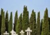 Γιατί το κυπαρίσσι φυτεύεται στα νεκροταφεία;