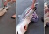 Συγκλονιστικό: Η στιγμή που άνθρωπος ξεγεννά σε παραλία νεκρό καρχαρία