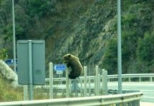 Το πανέμορφο αρκουδάκι της Εγνατίας Οδού που κάνει θραύση στα social media! (φωτο)