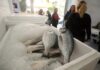 ΚΕΡΑΤΣΙΝΙ: “Μπλόκο” σε μεγάλη ποσότητα αλιευμάτων