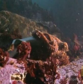 Aπίστευτο Βίντεο: Τεράστιο χταπόδι σκοτώνει καρχαρία (Βίντεο)