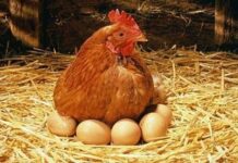 Αυγό με…λοφίο γέννησε κότα στον Τύρναβο (φωτο)