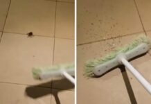 Δε φαντάζεστε τι μπορεί να συμβεί όταν σκοτώσετε μια θηλυκή αράχνη (βίντεο)