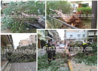 Ο αέρας ξερίζωσε τεράστιο δέντρο στον Πειραιά! (φωτο)