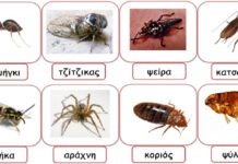 ΕΝΤΟΜΑ ΤΕΛΟΣ! Με αυτό το πανέξυπνο κόλπο θα γλιτώσετε…