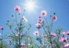 Καιρός: Μία ανάσα από τους 30 βαθμούς Κελσίου