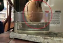 Έτσι χωνεύουμε τα μπέργκερ που τρώμε… (Βίντεο)