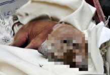 ΕΙΚΟΝΑ – ΣΟΚ: Γεννήθηκε γουρουνάκι με δύο κεφάλια!