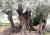 ΣΑΛΑΜΙΝΑ: Η ιστορία της αρχαιότερης ελιάς στην Ελλάδα (Φωτο)