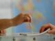 ΔΗΜΟΨΗΦΙΣΜΑ 2015: Αυτά είναι τα αποτελέσματα στο Δήμο Πειραιά