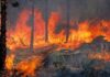 Μεγάλη η καταστροφή στην Εύβοια – Στάχτη πάνω από 5.000 στρέμματα πευκοδάσους