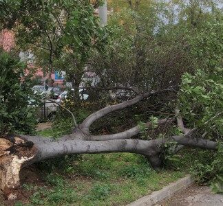 Πτώση δέντρων στο Κέντρο του Πειραιά και στο Χατζηκυριάκειο