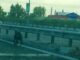 ΝΕΟ ΦΑΛΗΡΟ: Κινδυνεύει σκυλάκι στην Αθηνών-Λαμίας ! (φωτο)