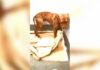 Αξιολάτρευτο pit bull στρώνει το κρεβατάκι του! (Βίντεο)