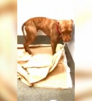Αξιολάτρευτο pit bull στρώνει το κρεβατάκι του! (Βίντεο)