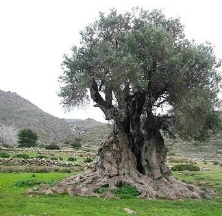 Μια ελιά από την Αίγινα το ενδέκατο ομορφότερο δέντρο του κόσμου! (φωτο)