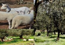 ΠΡΩΗΝ ΒΟΥΛΕΥΤΗΣ ΝΔ: Άφησε την βουλή για να γίνει βοσκός και να μαζεύει ελιές! (φωτο)