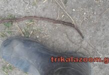 Σκουλήκι ΓΙΓΑΣ “κυκλοφορεί” στα Τρίκαλα! (ΦΩΤΟ+ΒΙΝΤΕΟ)