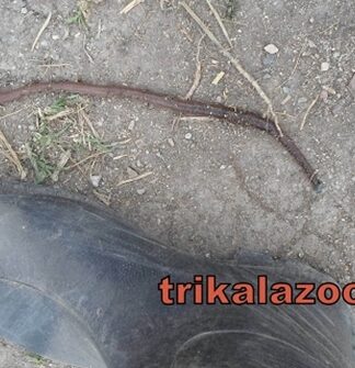 Σκουλήκι ΓΙΓΑΣ “κυκλοφορεί” στα Τρίκαλα! (ΦΩΤΟ+ΒΙΝΤΕΟ)