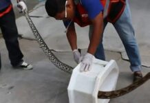 Πύθωνας δάγκωσε το πέος του ενώ καθόταν στη λεκάνη (ΦΩΤΟ+ΒΙΝΤΕΟ) 1
