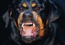 Ο πατέρας έμαθε στις ειδήσεις ότι δύο ροτβάιλερ σκότωσαν το παιδί του – Η άγνωστη αλήθεια της τραγωδίας (Βίντεο)