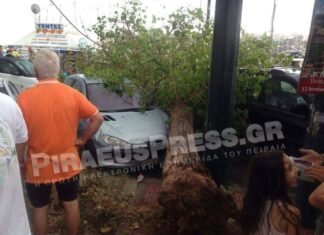 ΣΟΚ: Ξεριζώθηκαν δύο μεγάλα δέντρα στο Πασαλιμάνι – Από θαύμα δε θρηνήσαμε θύματα (ΦΩΤΟ)