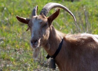 Απίστευτο! Έκανε μήνυση σε τράγο γιατί…