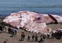 Όλη η αλήθεια για το καλαμάρι-ΓΙΓΑΣ στις ακτές της Κρήτης!