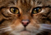 Αιλουροειδές τρομοκρατεί ντόπιους και τουρίστες στην Κρήτη!