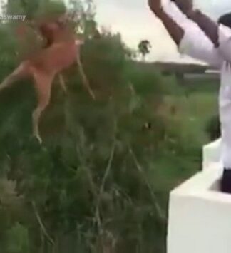 Κτηνωδία! Πέταξε σκυλί από ταράτσα – Αμοιβή για να τον βρουν (ΒΙΝΤΕΟ – ΣΚΛΗΡΕΣ ΕΙΚΟΝΕΣ)