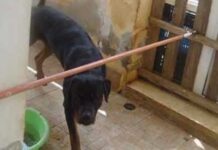 Κρήτη: Η άγνωστη αλήθεια της επίθεσης ροτβάιλερ σε μωρό 20 μηνών – Αγωνία για το μάτι της μικρής!