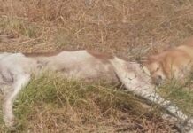 Φρίκη στο Αγρίνιο: Θανάτωσαν και έγδαραν σκυλιά!