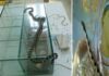 Κεφαλλονιά: Βγήκαν τα φιδάκια της Παναγίας (φωτό)