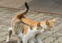 Νεκρές οι μισές γάτες της Θεσσαλονίκης – Δείτε τι έχει προκαλέσει τον πρωτοφανή αφανισμό…
