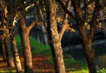 Για μερικά καρύδια ξεψύχησε ένας 55χρονος – Το απίστευτο επεισόδιο με την εισαγγελέα που τον οδήγησε στο θάνατο
