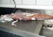 Καλαμάρι 1 μέτρου τράβηξε τα βλέμματα στη Σούδα (Φωτο)