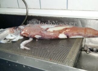 Καλαμάρι 1 μέτρου τράβηξε τα βλέμματα στη Σούδα (Φωτο)